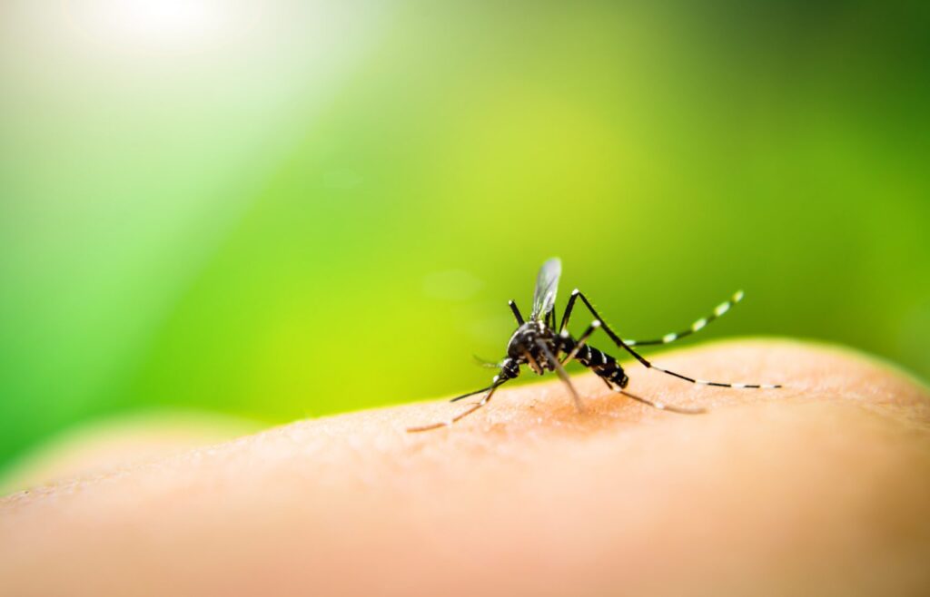 A close-up of a mosquito on a person