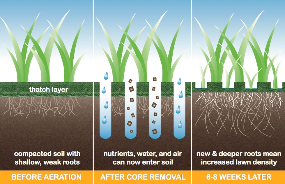A graphic that shows what grass looks like before aeration, after core removal, and the effects 6-8 weeks later