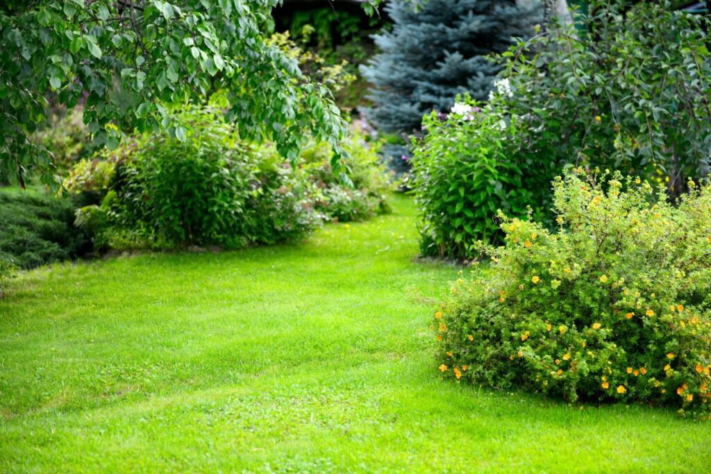 Green bushes and grass in a garden