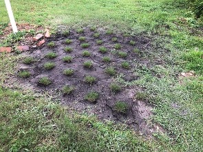 Soil PLugs