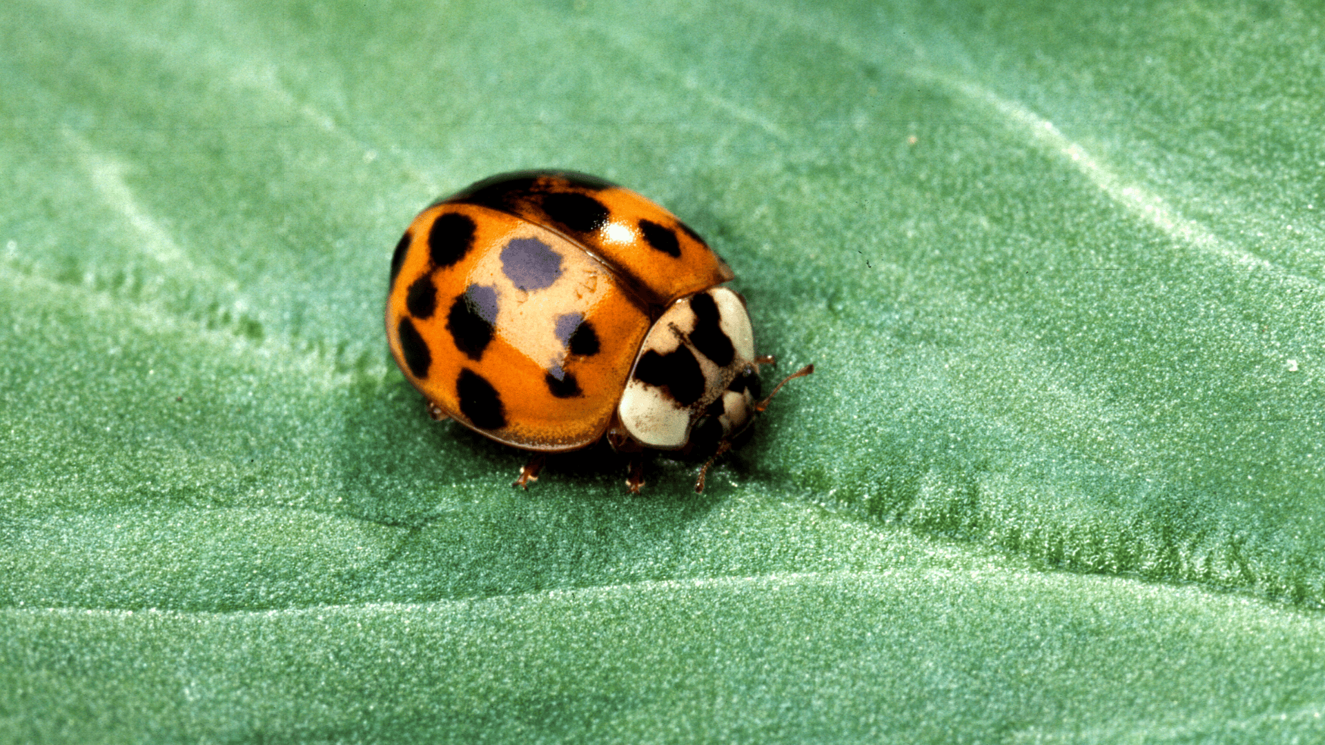 Shrub Insect Thriving Trees and Shrubs: Expert Care Tips - Kapp's Green Lawn