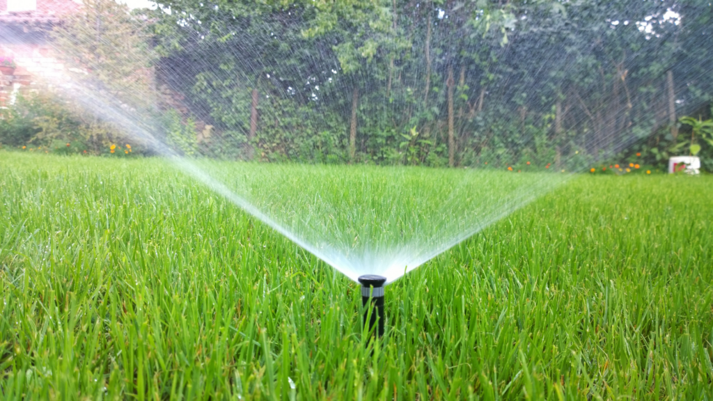 Late Summer Seeding for a Healthier Lawn