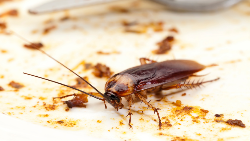 A cockroach feeding on food scraps, a common pest problem in homes