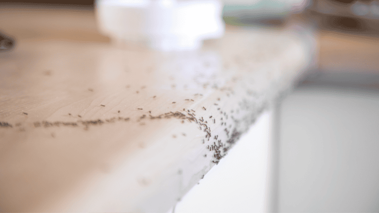 Foundation Insect Barriers for Home Safety - Kapp's Green Lawn