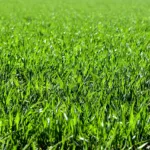 Midwest Lawn Care: The Grass That Grows in Shade 