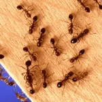 How to Get Rid of Ants In 6 Easy Steps