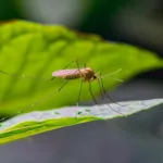What Are the Best Natural Mosquito Repellent Plants & Oils?