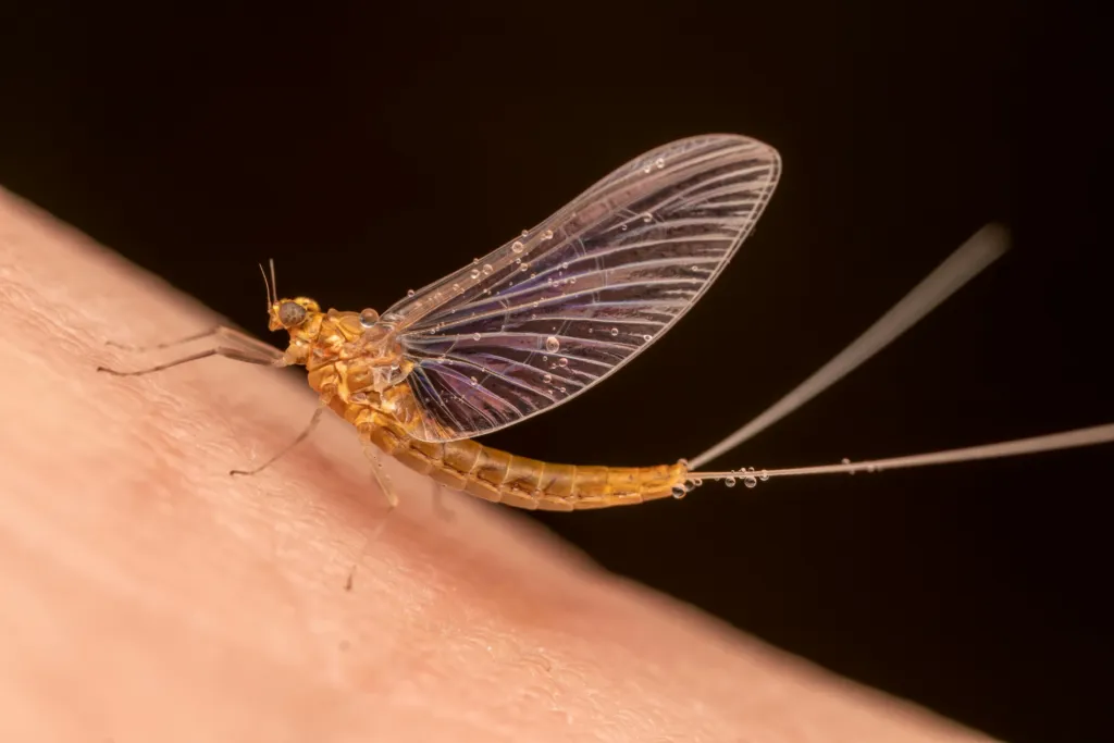 Do Mayflies Only Live 24 Hours? & Other Mayfly Questions