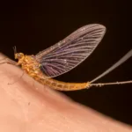 Do Mayflies Only Live 24 Hours? & Other Mayfly Questions