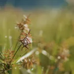 Nutsedge Weed: All About The Weed That Looks Like Grass