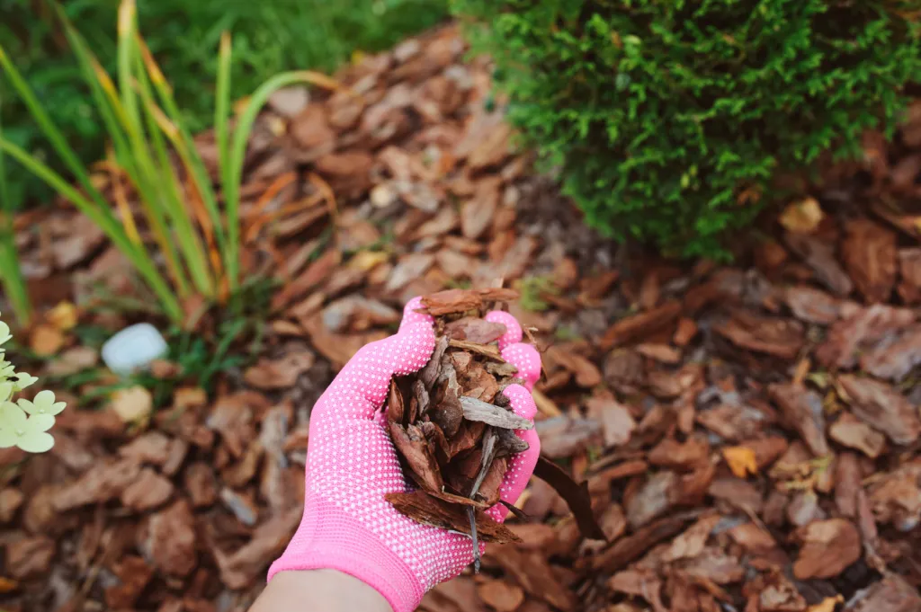 Is Raking or Mulching Leaves Better for Your Lawn?