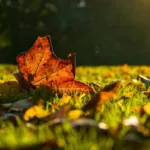 How to Time Fall Lawn Fertilizer in the Midwest