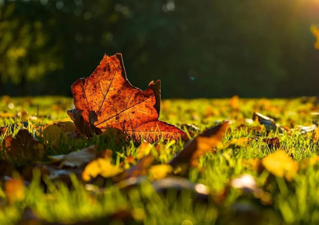 How to Time Fall Lawn Fertilizer in the Midwest